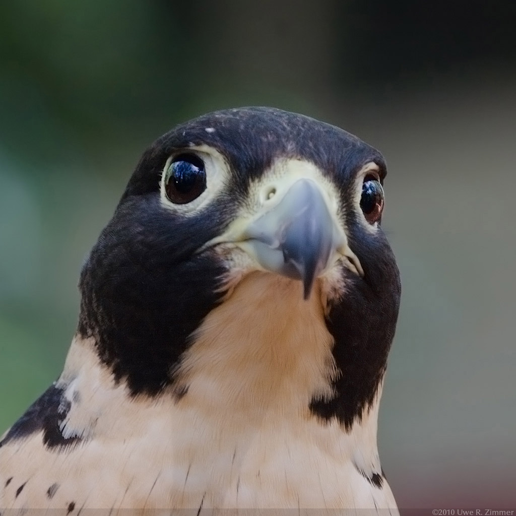 Peregrine Falcon